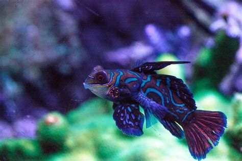 Mandarin Goby: [Synchiropus splendidus] Full Caresheet - Aquariadise