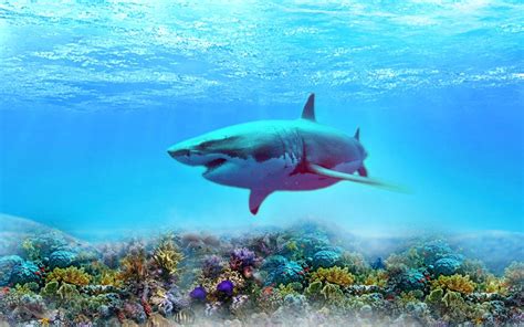 Coral Reef Shark Wallpapers - Top Free Coral Reef Shark Backgrounds - WallpaperAccess