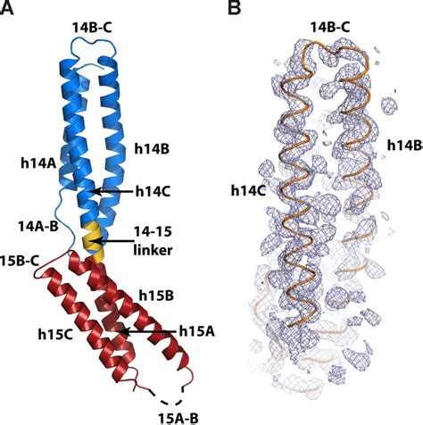 The crystal structure of the ankyrin-binding domain of erythroid... | Download Scientific Diagram