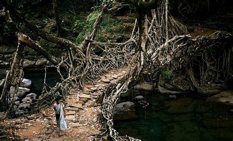 Living Root Bridge « Inhabitat – Green Design, Innovation, Architecture ...