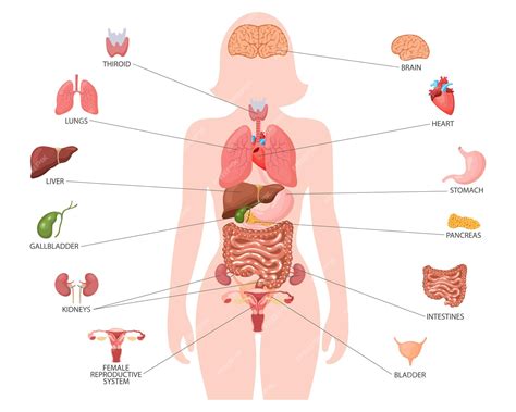 Premium Vector | Human anatomy concept Infographic poster with the internal organs of the female ...