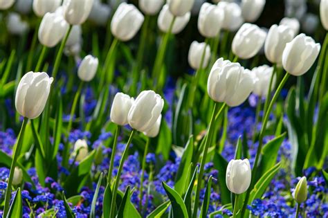 A Field of Tulips · Free Stock Photo