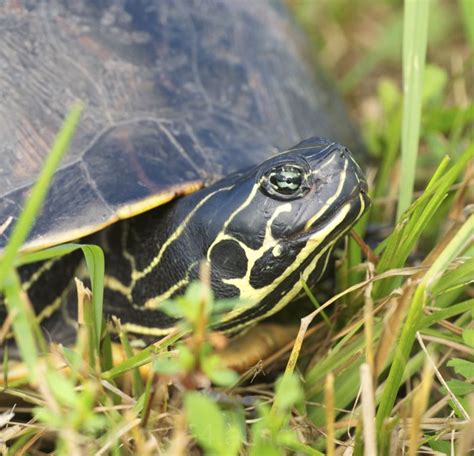 Chicken turtle closeup - Animal & Insect Photos - David's Photoblog