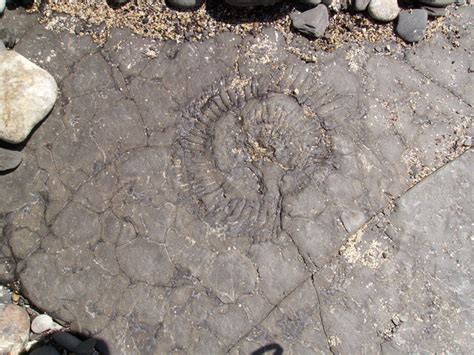Fossils at Kimmeridge © peter skrobacz :: Geograph Britain and Ireland