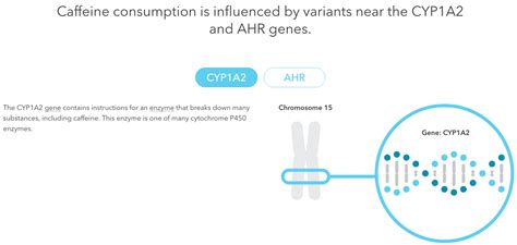 These genes let you process caffeine faster - Business Insider