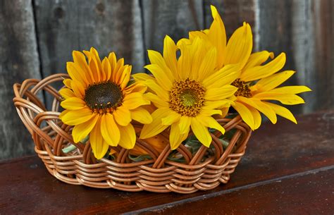 Baskets Of Flowers Sunflower Free Stock Photo - Public Domain Pictures