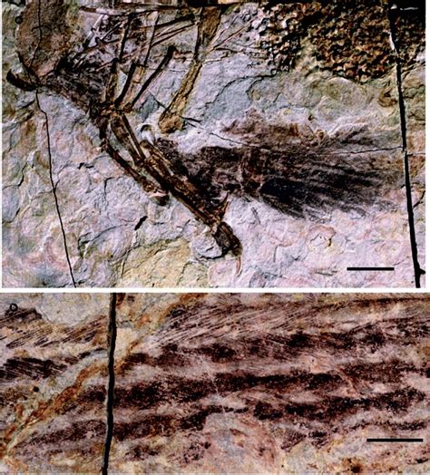 Feathers of Caudipteryx zoui, NGMC 97-4-A.a, Remiges of left arm. Scale... | Download Scientific ...