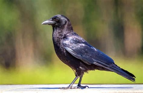 American Crow - Description, Habitat, Image, Diet, and Interesting Facts