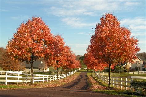 9 Beautiful Trees for Your Driveway - Crate and Basket