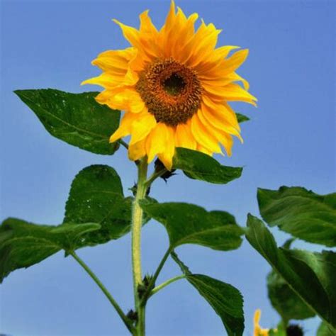 Sunflower- Giant Single seeds | The Seed Collection