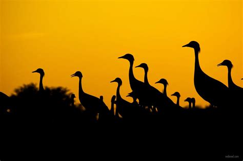 Silhouette Photography Crane By Vivek Purohit 5