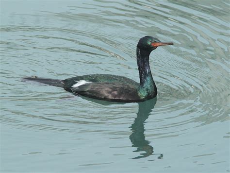 Pelagic cormorant - song / call / voice / sound.