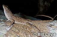 Brown Anole - Reptiles Magazine