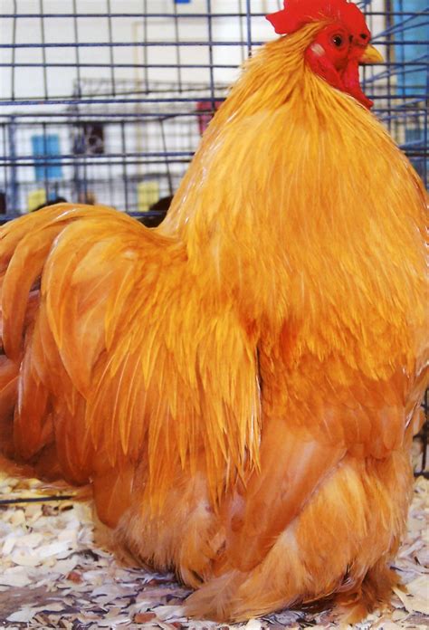 Buff Cochin Bantam - Bantam Chicks for Sale | Cackle Hatchery