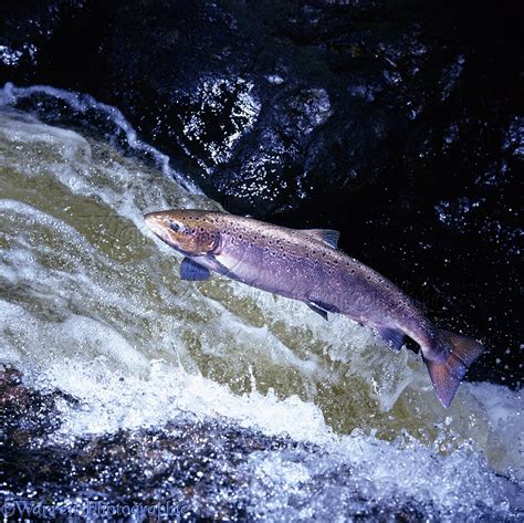 Atlantic Salmon leaping photo WP05286