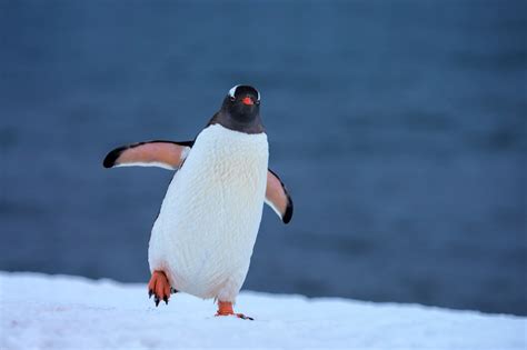 Gentoo Penguin Walking And Waddling Fine Art Photo Print | Photos by Joseph C. Filer