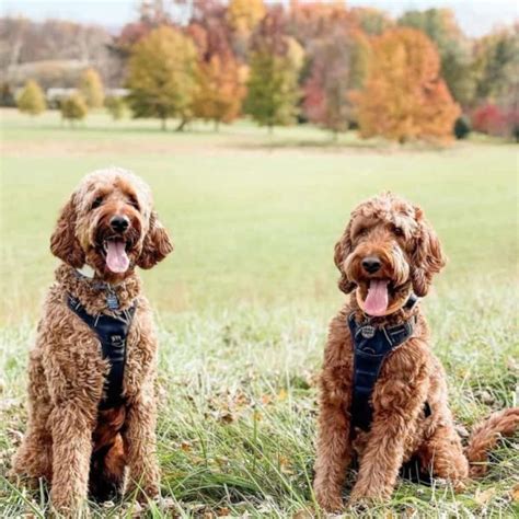 Irish Doodle Size Guide (Mini vs Standard) | PupTraveller