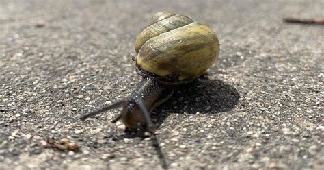 What Do Snails Eat? - Learn About Nature