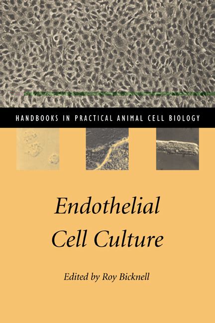 Endothelial Cell Culture