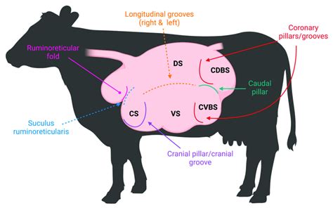 Rumen pillars and grooves visualized in a labeled rumen. Visual... | Download Scientific Diagram