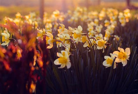 White and Yellow Petaled Flowers during Sunrise · Free Stock Photo