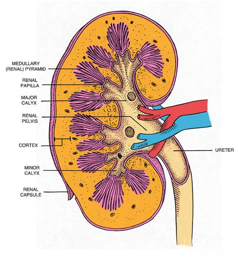 Kidney Cross Section Labeled - vrogue.co