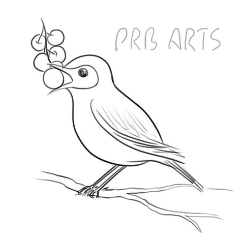 How to Draw a Wood Thrush - PRB ARTS