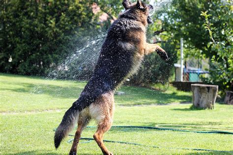 Free photo: German Shepherd, Summer, Dog - Free Image on Pixabay - 2577025