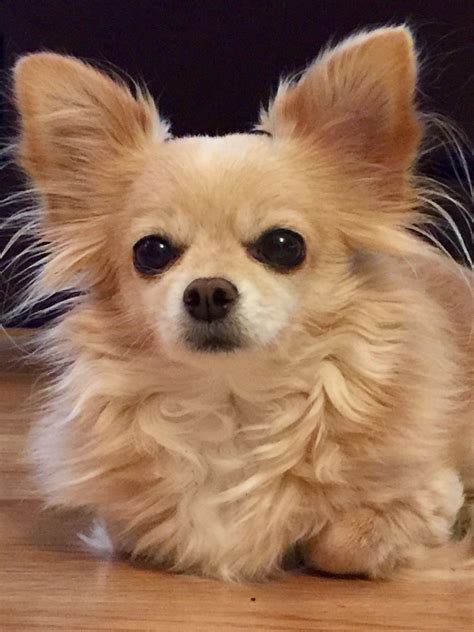 Beautiful CHARM ️long haired chihuahua | Chihuahua puppies, Chihuahua, Cute dogs breeds