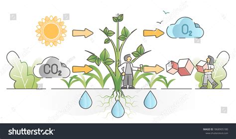 Photosynthesis Process Plants Carbon Dioxide Absorption Stock Vector ...