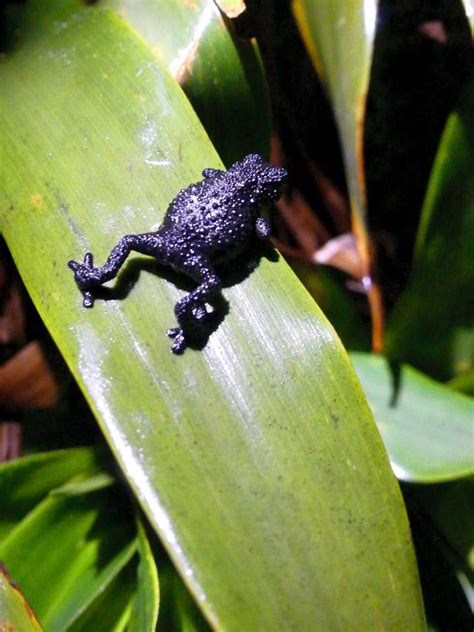 Venezuela: Mt Roraima – Roraima Black Frogs – Travel2Unlimited