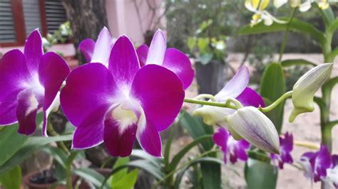 Purple Dendrobium Orchids