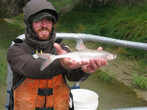 Bonytail - Colorado River Recovery Programs