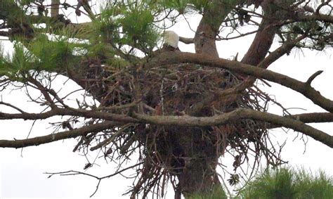 Juvenile and Nesting Bald Eagles, Plus Other Area Wildlife Photos ...