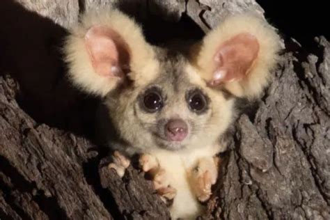 Two New Flying Marsupial Species Discovered in Australia and Its 'Biodiversity Got a Lot Richer'