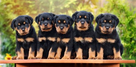 rottweiler puppy food portions - Swingeing Diary Bildergallerie