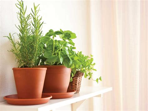 Tips for an Indoor Herb Garden - Indoor Herb Garden