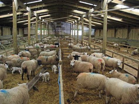 Sheep Shed Design and Construction Plan For Beginners | Agri Farming