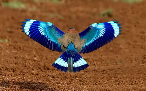 Balance - Symmetrical | Indian roller, Bird, Beautiful birds