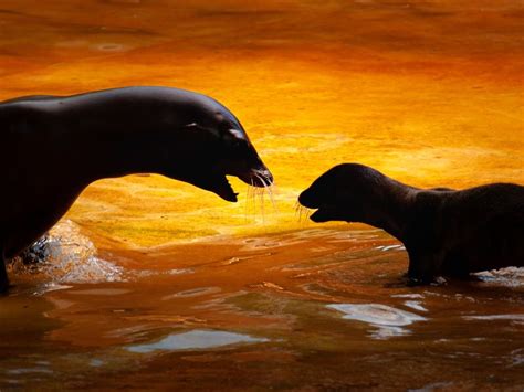 A mother Seal and her baby | Smithsonian Photo Contest | Smithsonian Magazine