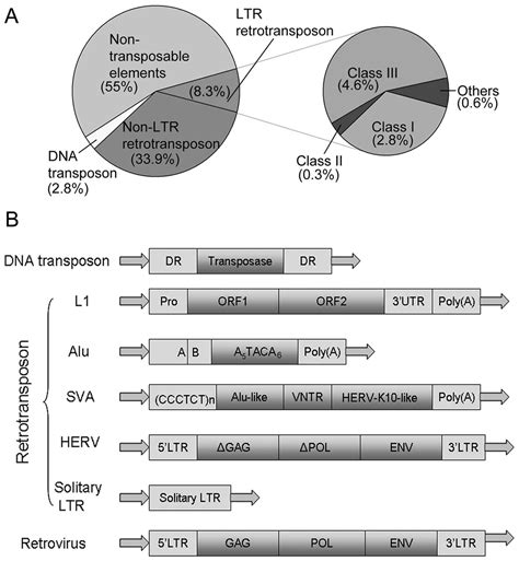 Retrovirus, apa