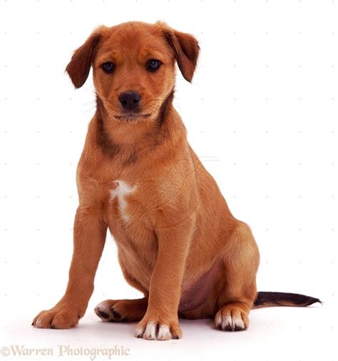 Light Chocolate Mutt Puppies | Brown Puppy | Mutt puppies, Puppies, Brown puppies