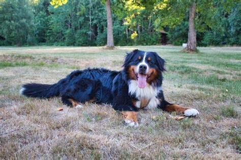 Bernese Mountain Dog Rescue and Adoption - Bernese Love