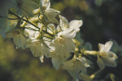 20 Delphinium Types With Advice From RHS Gold Medalist Graham Austin ...