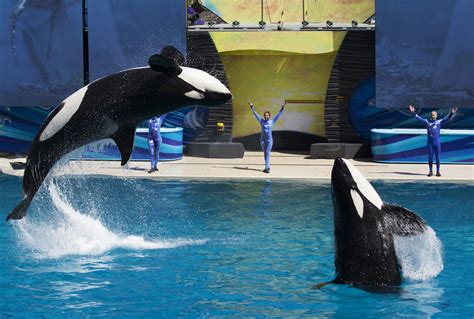 SeaWorld San Diego Puts on Final Killer Whale Show | TIME