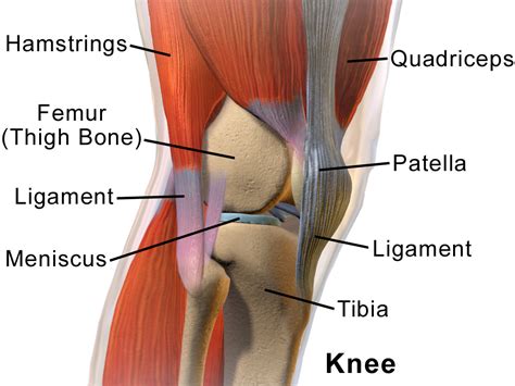 Lateral meniscus - Wikipedia