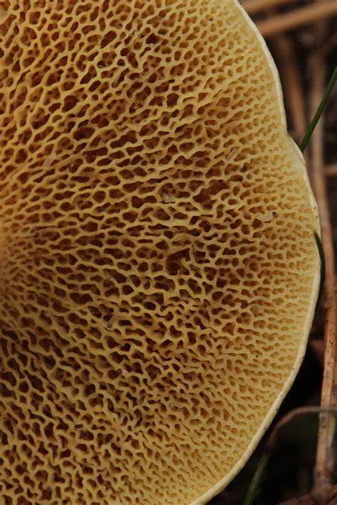 Suillus bovinus: The Ultimate Mushroom Guide