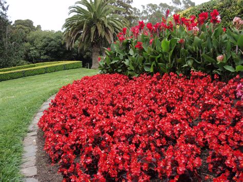 Begonia semperflorens / Wax Begonia, Begonia | Garden landscape design ...