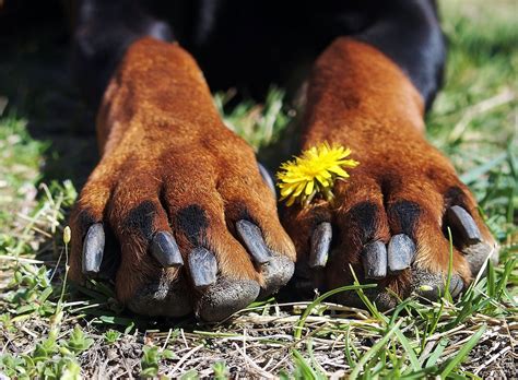 Doberman Paws Claws - Free photo on Pixabay - Pixabay