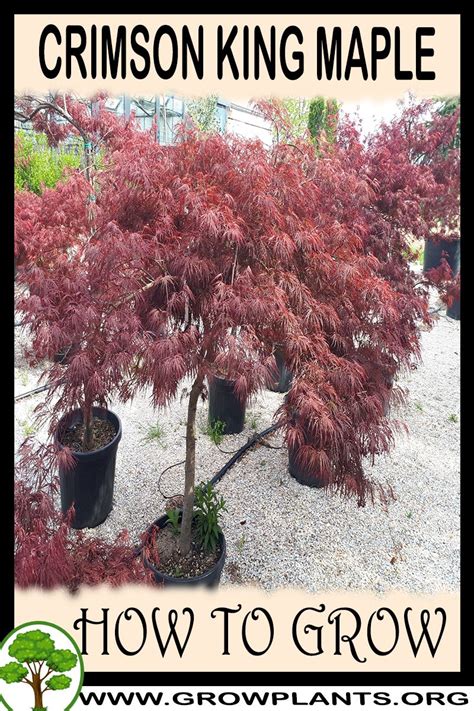 Crimson king maple - How to grow & care